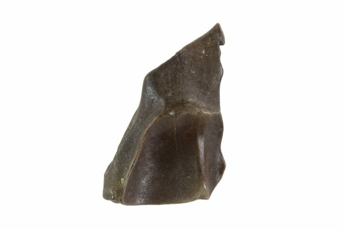 Triceratops Shed Tooth - Montana #93146